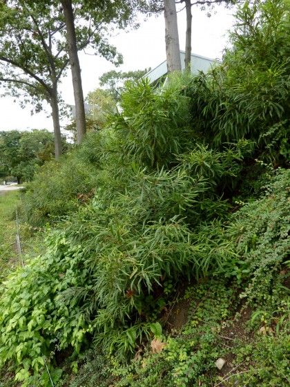 hillside: october 4, 2011 third view/closeup of sweetfern