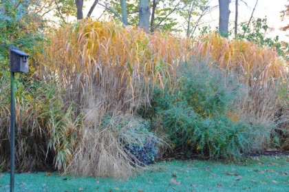 miscanthus-giganteus-fall via awaytogarden.com