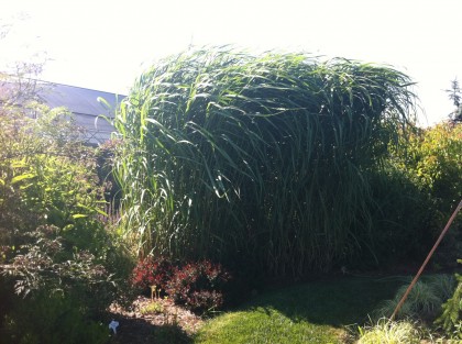 miscanthus giganteus vs. the wind