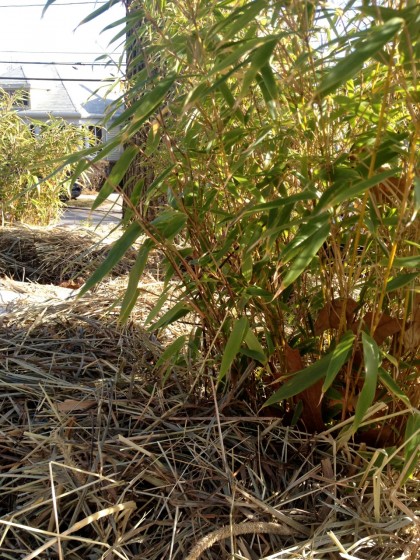 bamboo_fargesiarufa bamboo_fargesiarufa