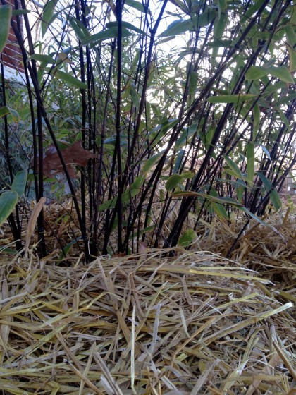 bamboo_phyllostachysnigrahale bamboo_phyllostachysnigrahale