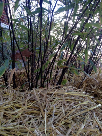 bamboo_phyllostachysnigrahale