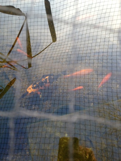 coldfishies coldfishies
