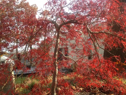 crimsonqueenfallcolor crimsonqueenfallcolor