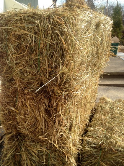 hay1 hay1