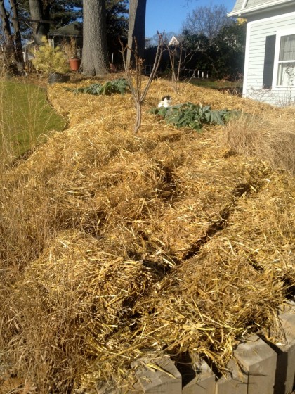 hayhayhaystraw hayhayhaystraw