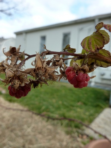 lastgasp_raspberries