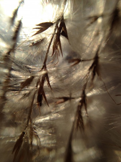 seeds on my miscanthus sinensis ‘morning light’