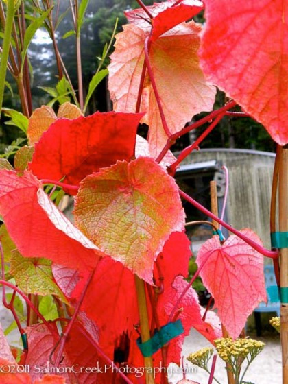 vitis coignetiae (crimson glory vine) | diggingdog.com