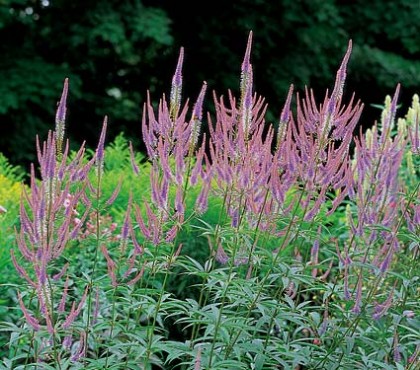 Veronicastrum virginicum ‘Fascination’ (Veronica) | whiteflowerfarm.com