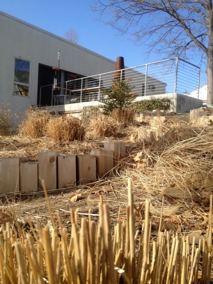 spring prep: cut back the grasses