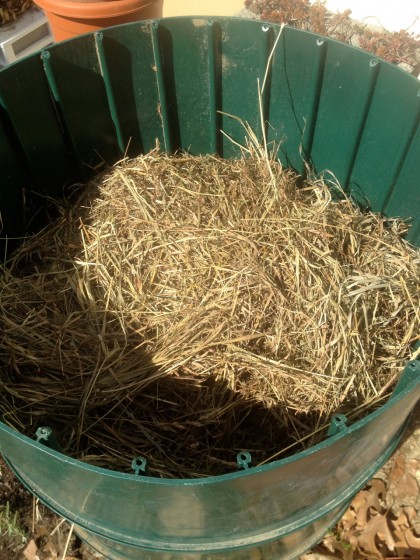 spring prep: fig wrapped in straw