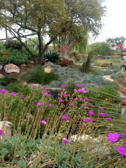 Legoland: blooming succulents, yucca, euphorbia, cyprus papyrus alternifolius (in the pond) and an awesome blue swath of festuca glauca