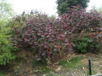 Legoland: ricinus (castor bean plant) grows into tall, hard-trunked trees here!