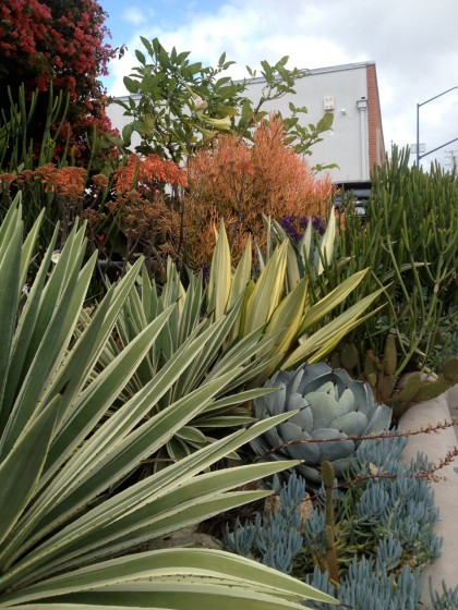 Hillcrest neighbood, San Diego: yucca, agave and lots of succulents and cactus I can’t identify