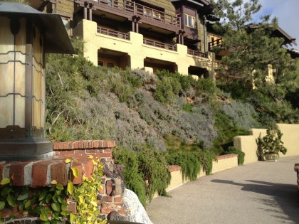 sunny hillside at Lodge Torrey Pines, La Jolla: rosemary and lavendar