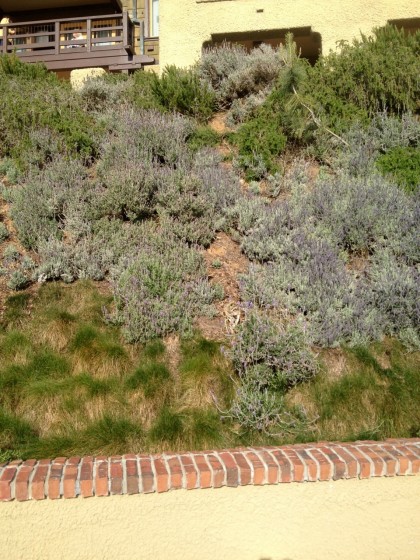 Lodge Torrey Pines, La Jolla: better shot of the tufted grass securing the hill below the lavender