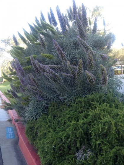 Lodge Torrey Pines, La Jolla: rosemary and 6-7' tall Echium can­di­cans “Pride of Madeira” covered in hummingbirds