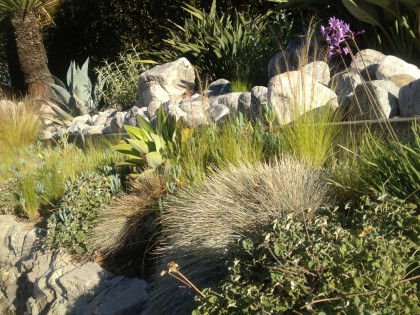 Los Feliz neighborhood, L.A.: Nassella tenuissima, agave, festuca glauca, salvia and, hmm, something else