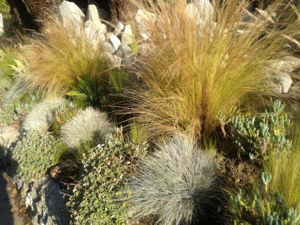 Los Feliz neighborhood, L.A.: Nassella tenuissima again, festuca glauca and succulents