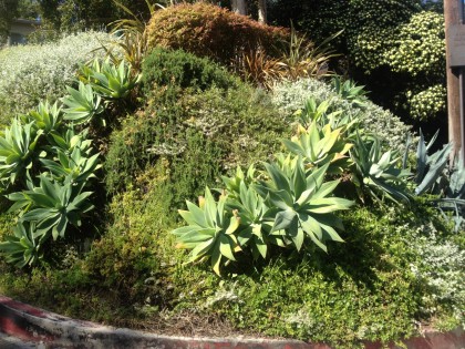 Los Feliz neighborhood, L.A.: agave, rosemary, phormium. i wonder what that silvery stuff is?