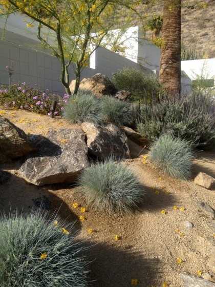 house we rented in Palm Springs: festuca glauca and lavender, purple lantana underneath the palo verde tree 