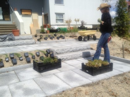 hillside planting: laying out the plants