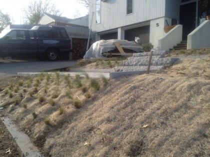 hillside planting: mexican feather grass in