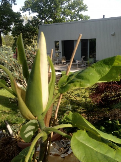 Ashe Magnolia blossom