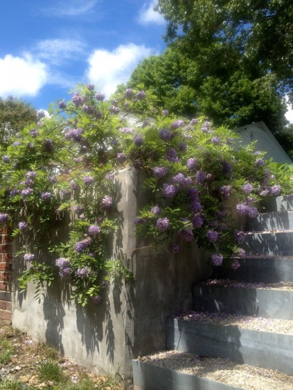 my wisteria amethyst falls