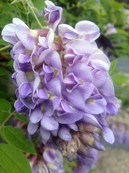 wisteria amethyst falls bloom