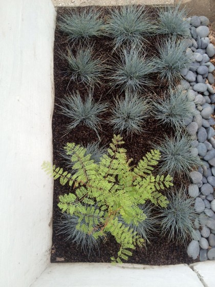 festuca glauca ‘elijah blue’ and caesalpinia gilliesii (yellow bird of paradise) next to the front steps