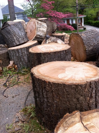 oak tree remains in may 2011