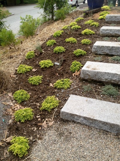 origanum ‘aureum’, helictotrichon sempervirens ‘sapphire’ (blue oat grass) and thymus pseudolanuginosus (wooly thyme)