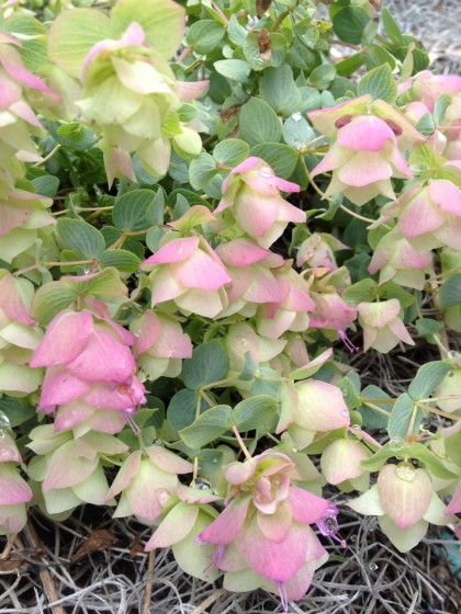 Origanum rotundifolium ‘kent beauty’ (ornamental oregano) just beginning to bloom