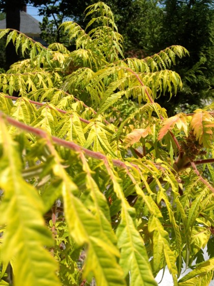 rhus typhina ‘bailtiger’ (tiger eyes sumac)