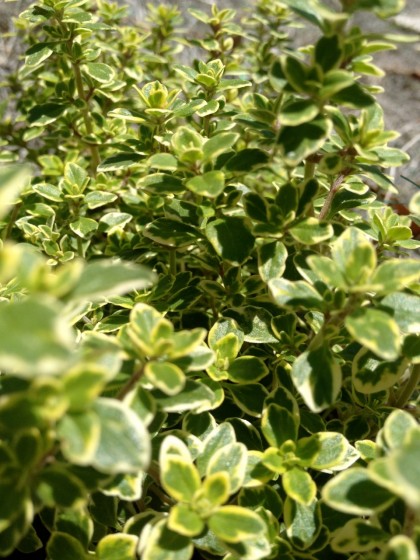 thymus x citriodorus (lemon thyme)