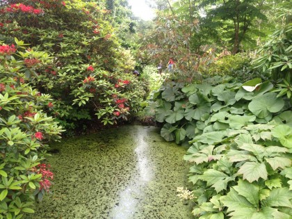 petasites and rhododendrons circle the pond