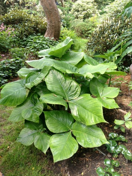 this arisaema ringens (cobra lily) is huge!