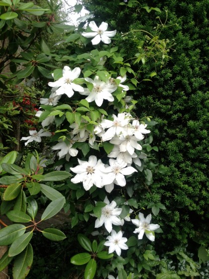 clematis climbing a wall of hedge