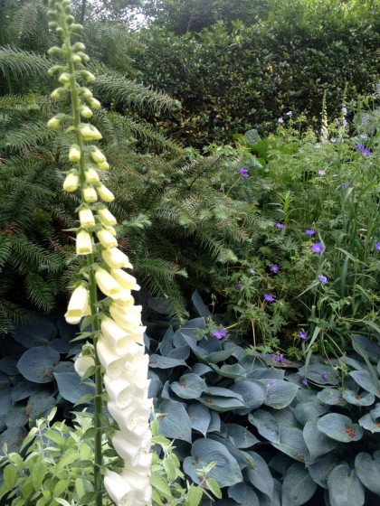 this one’s for Johnny: foxglove, monkey puzzle tree, hosta and, um, stuff