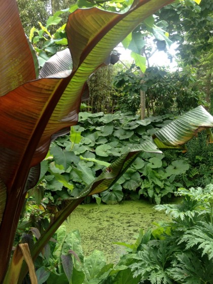 colorful red-leafed banana