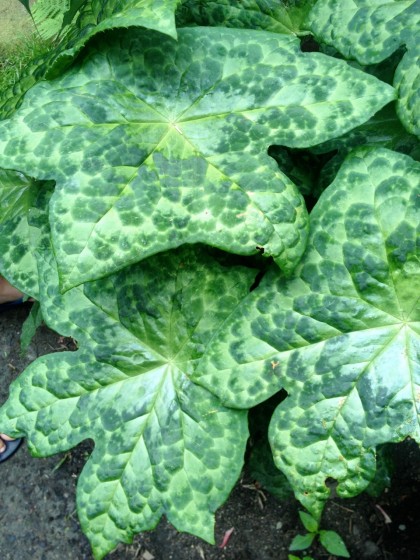 podophyllum spotty dotty... great name, amazing leaves