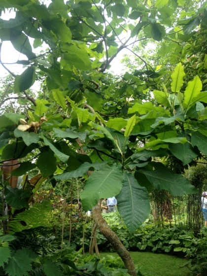 the bigleaf magnolias really make this garden feel tropical