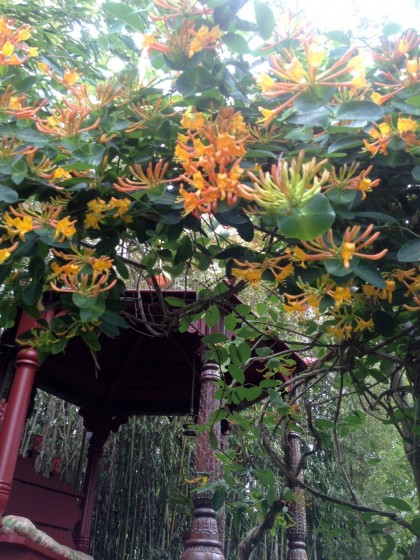 a shot of gold weaves through the canopy