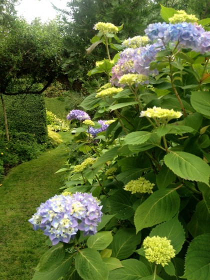 a grassy path past the hydrangeas leads us on