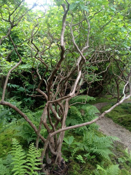 trimmed up high bush blueberries and ferns