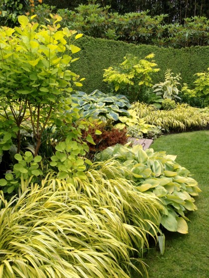 this garden room is all about screaming yellow foliage, like cotinus ‘golden spirit’ and hakonechloa ‘all gold’