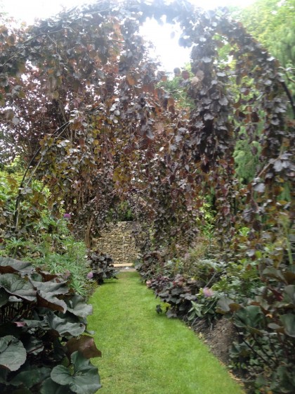 weeping black beech arches over the black border