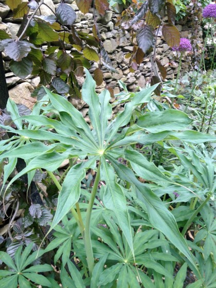 i don’t know what this is but i love the leaves